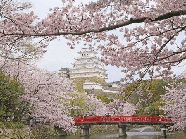 Himeji Castle cherry blossom viewing