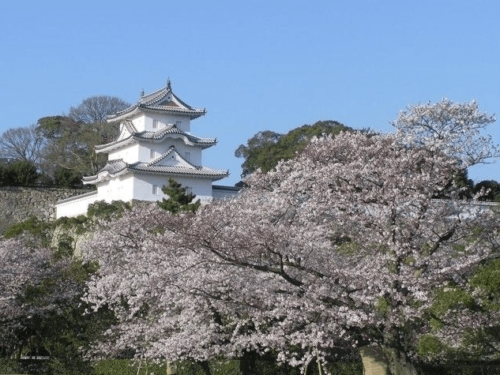 Hyogo Prefectural Akashi Park Cherry Blossom Viewing