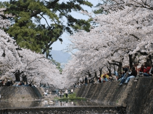 Shukugawa Riverbed Green Space Cherry Blossom Viewing