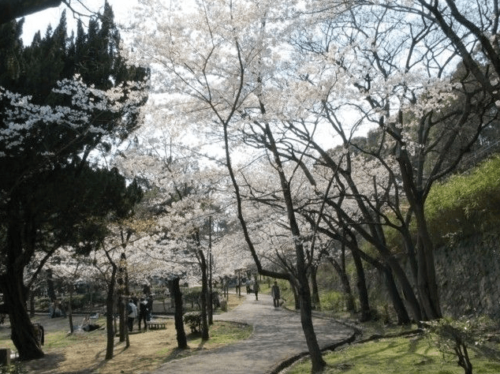 Sumaura Park cherry blossom viewing