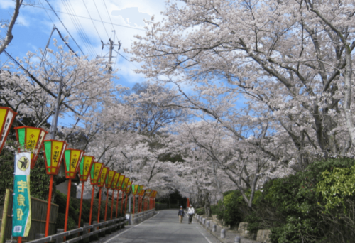 Tatsuno Park cherry blossom viewing